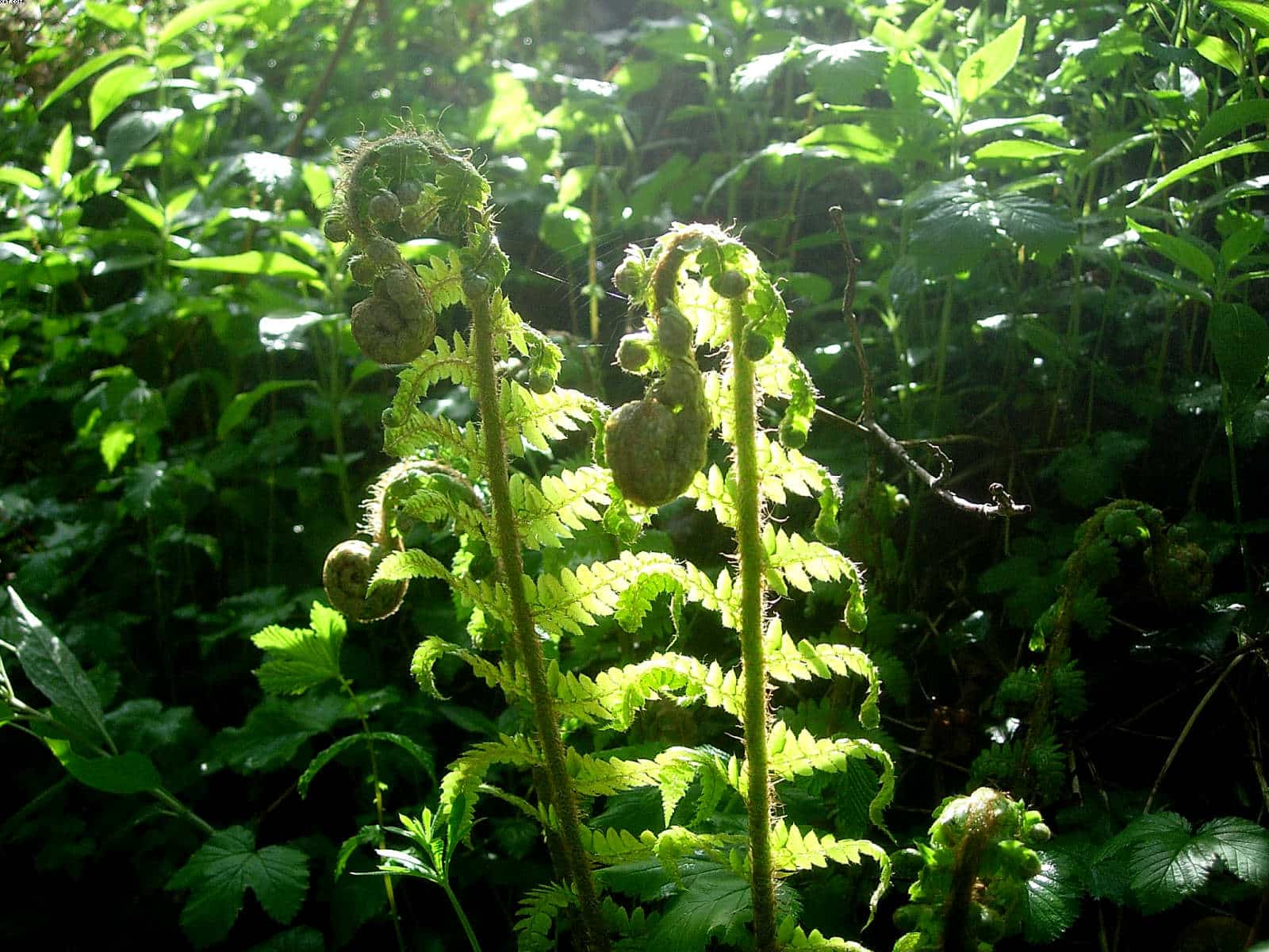 Ferns unfolding in spring in Kilminorth Woods Looe